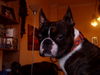 Boston Terrier Hund