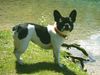 Boston Terrier Hund