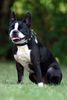 Boston Terrier Hund