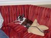 Boston Terrier Hund