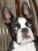 Boston Terrier Hund