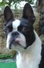 Boston Terrier Hund