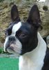 Boston Terrier Hund