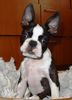 Boston Terrier Hund