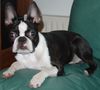 Boston Terrier Hund