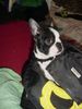 Boston Terrier Hund