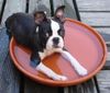 Boston Terrier Hund