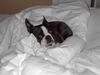 Boston Terrier Hund