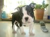 Boston Terrier Hund