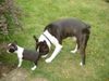 Boston Terrier Hund