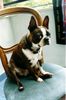 Boston Terrier Hund