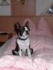 Boston Terrier Hund