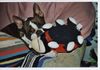 Boston Terrier Hund