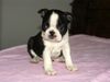 Boston Terrier Hund