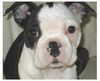 Boston Terrier Hund