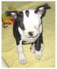 Boston Terrier Hund