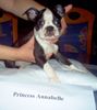 Boston Terrier Hund