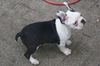 Boston Terrier Hund