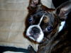 Boston Terrier Hund