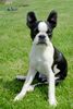 Boston Terrier Hund