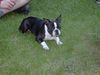 Boston Terrier Hund