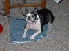 Boston Terrier Hund