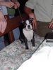 Boston Terrier Hund