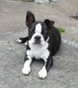 Boston Terrier Hund