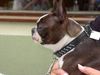 Boston Terrier Hund