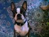 Boston Terrier Hund