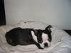 Boston Terrier Hund