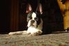 Boston Terrier Hund