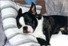 Boston Terrier Hund