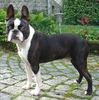 Boston Terrier Hund