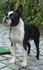 Boston Terrier Hund