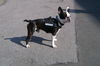 Boston Terrier Hund