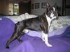 Boston Terrier Hund