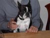 Boston Terrier Hund