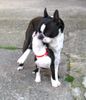 Boston Terrier Hund