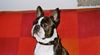 Boston Terrier Hund