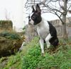 Boston Terrier Hund