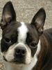 Boston Terrier Hund