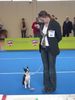 Boston Terrier Hund