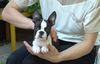 Boston Terrier Hund