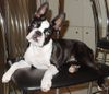 Boston Terrier Hund