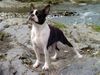 Boston Terrier Hund