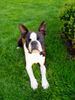 Boston Terrier Hund