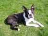 Boston Terrier Hund