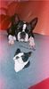 Boston Terrier Hund