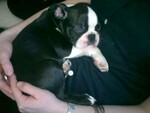 Boston Terrier Hund